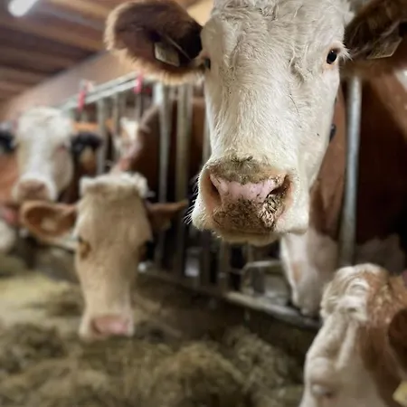 Bio-bauernhof Hirschleiten Apartment Kleinarl