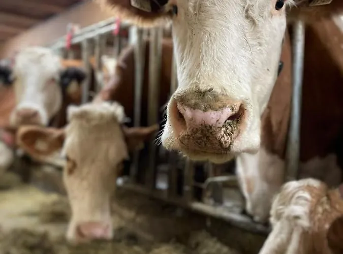 Bio-bauernhof Hirschleiten Apartmán Kleinarl