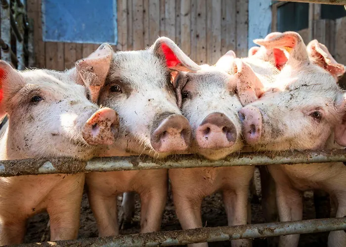 Apartmán Bio-bauernhof Hirschleiten *